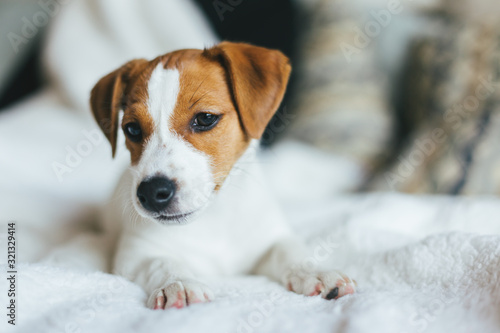 Adorable puppy Jack Russell Terrier laying on the white blanket. © Inna