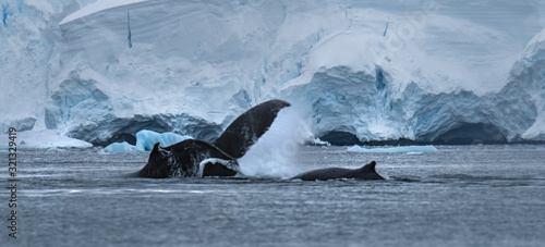 Close encounter with a group of humpabck whales in the waters off the west coast of Graham Land in the Antarctic Peninsula, Antarctica. photo