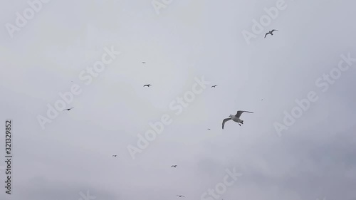 Seagulls Accompany the Ship on a Cloudy Day photo