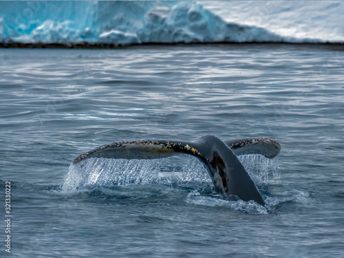 Close encounter with a group of humpabck whales in the waters off the west coast of Graham Land in the Antarctic Peninsula, Antarctica.