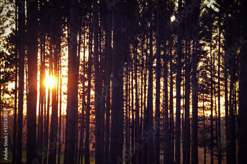 The sun, visible through the tree trunks of a forest at sunset