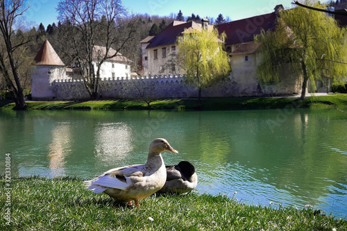 Ducks at Otočec Castle, Dolenjska region, Slovenia photo