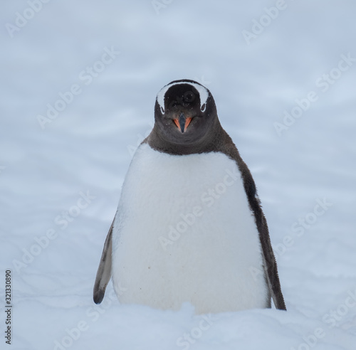 Closeup of Gentoo penguin  Cuverville Island  Antarctic Peninsula  Antarctica