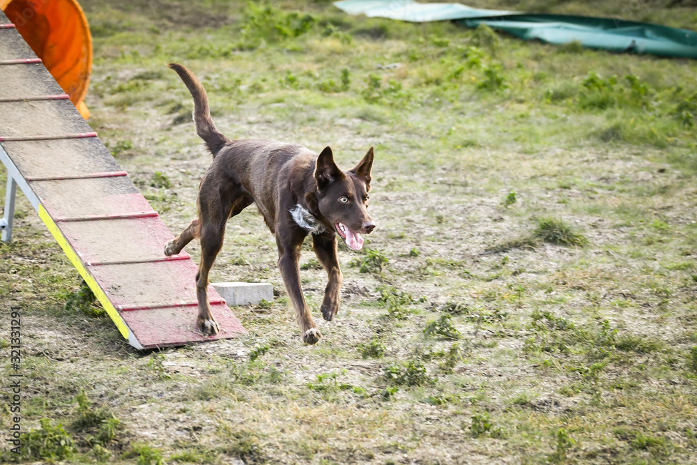 Dog, brown border collie in agility in zone Dog, Amazing day on czech agility competition. Dog, brown border collie in agility in zone Dog, Amazing day on czech agility competition.