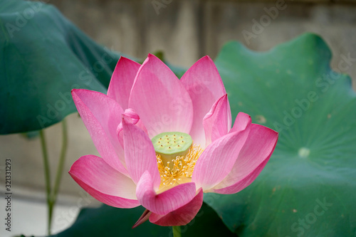 Flor de loto en palacio coreano