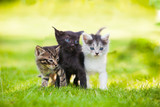 Three little kittens sitting on the grass