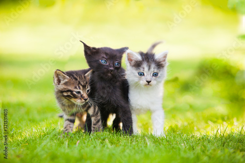 Three little kittens sitting on the grass