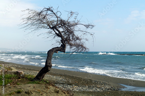 Crooked tree in front of stormy sea