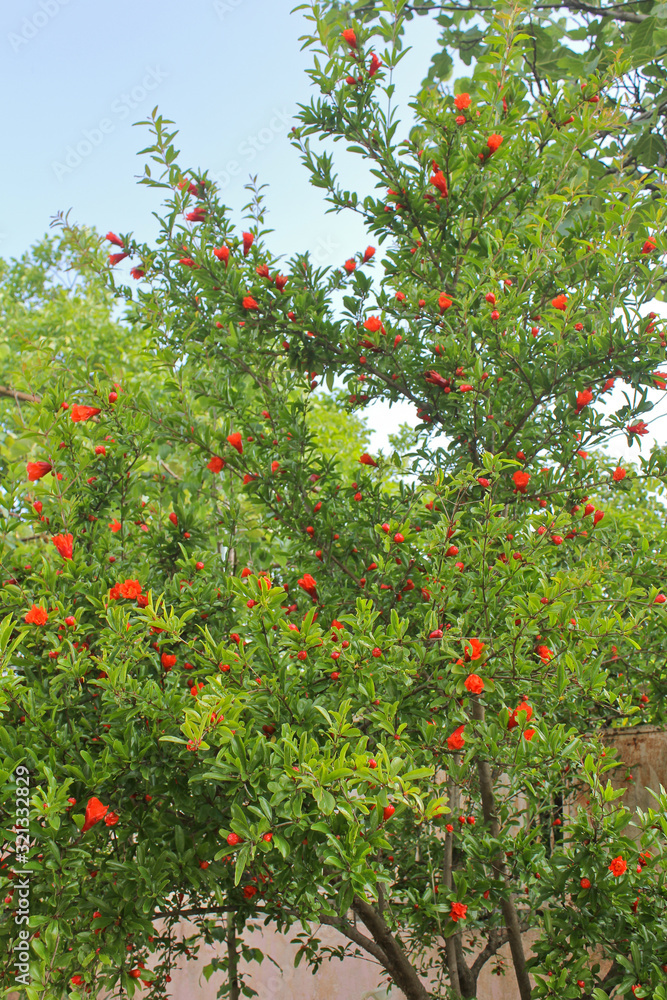 Red pomegranate flowers on pomegranate blossoming tree in the garden. Bright red Punica granatum blooms in summertime