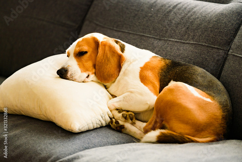 Beagle dog tired sleeps on a couch in funny position.