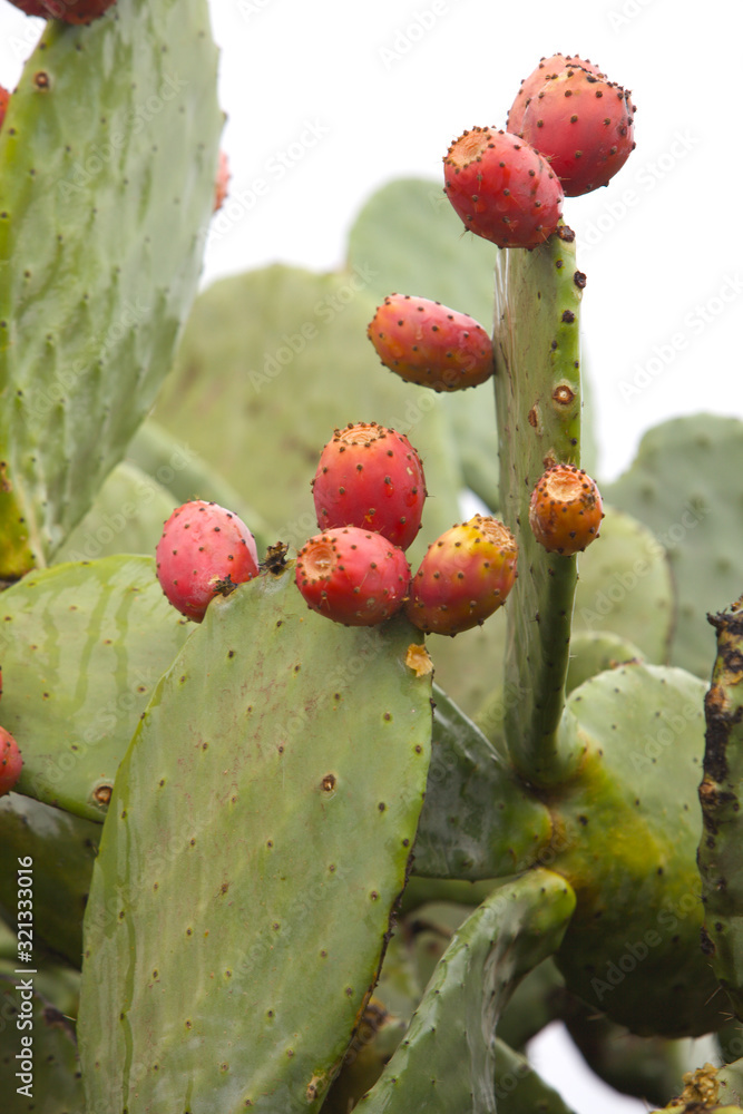 close up of opuntia cactus/ prickly pear cactus close up of opuntia cactus/ prickly pear cactus