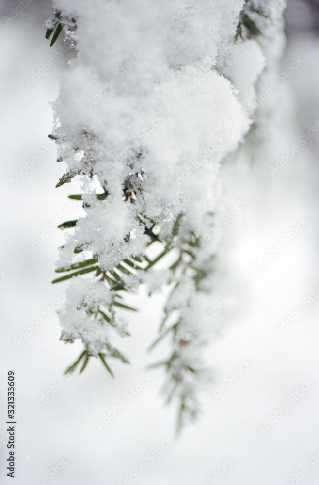 snow on branch snow on branch