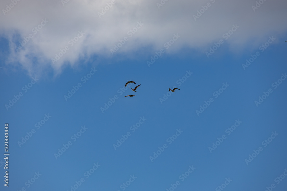 blue sky background with white clouds on a warm summer day blue sky background with white clouds on a warm summer day