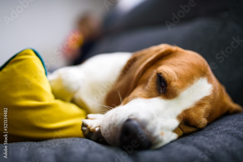 Beagle dog tired sleeps on a couch in funny position.