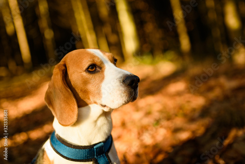 The beagle dog in sunny autumn forest. Alerted hound portrait. Listening to the woods sounds. © Przemyslaw Iciak
