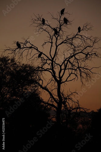 group of vulture birds in silhouetted tree at dusk