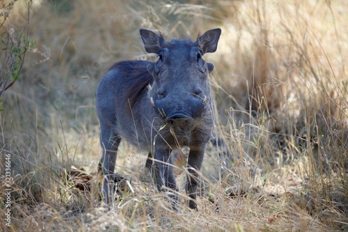 African warthog eating in brush