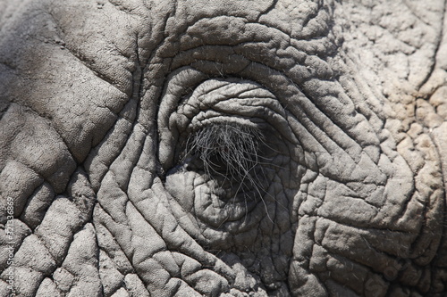 close up wrinkly elephant eye with long eyelashes © Jessie