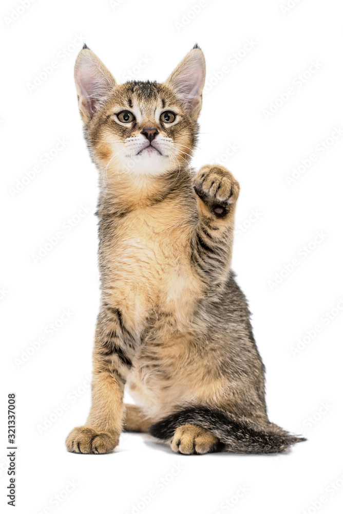 F1 hot sale jungle cat