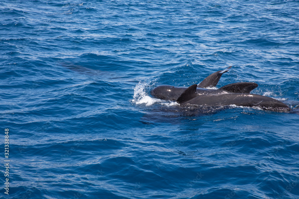 Fototapeta premium group of pilot whales, blackfish or cetaceans in the family Globicephala, swimming in surface of blue water of Atlantic Ocean, in Strait of Gibraltar