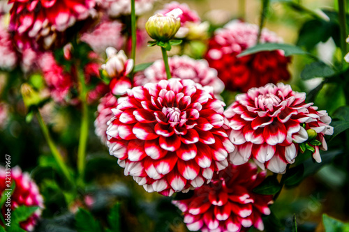 Dalia, Georgia (Dahlia Cav.) - a genus of seed plants belonging to the Asteraceae family