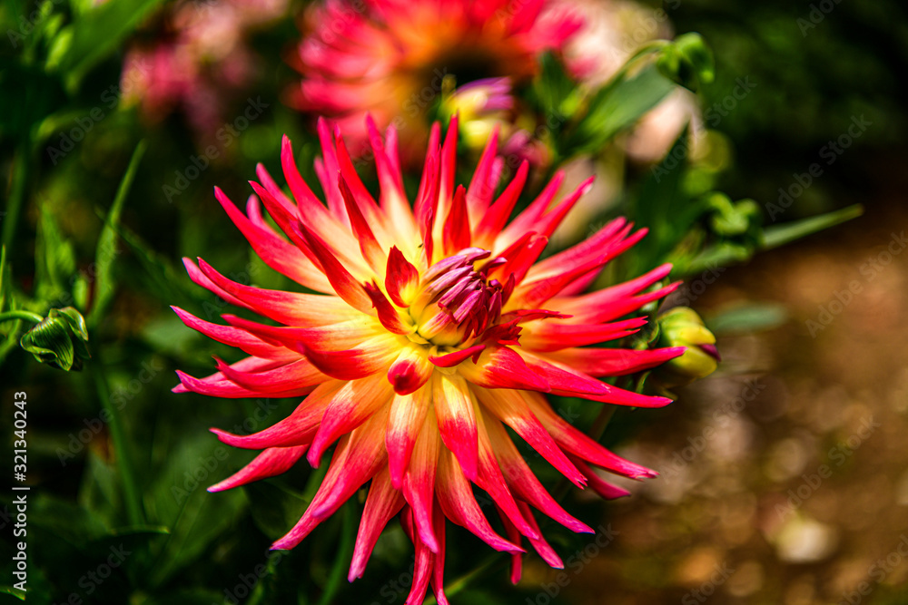 Dalia, Georgia (Dahlia Cav.) - a genus of seed plants belonging to the Asteraceae family Dalia, Georgia (Dahlia Cav.) - a genus of seed plants belonging to the Asteraceae family
