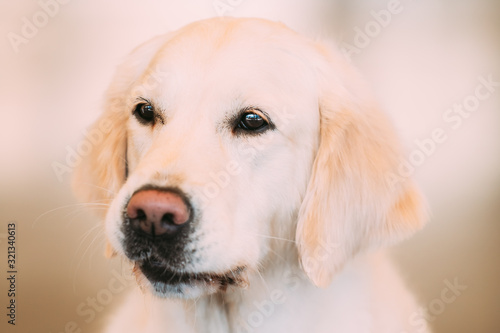 Close Up Young White Labrador Dog. © Grigory Bruev