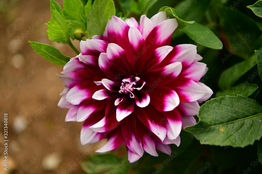 Fototapeta premium Dalia, Georgia (Dahlia Cav.) - a genus of seed plants belonging to the Asteraceae family