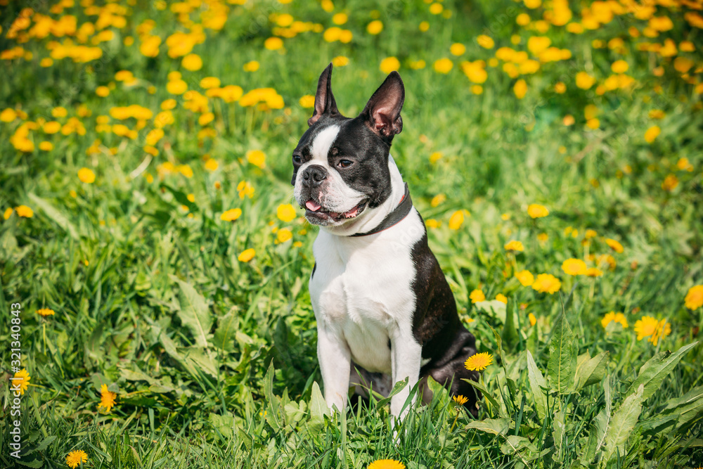 Funny Young Boston Bull Terrier Dog Outdoor In Green Spring Meadow With Yellow Flowers. Playful Pet Outdoors