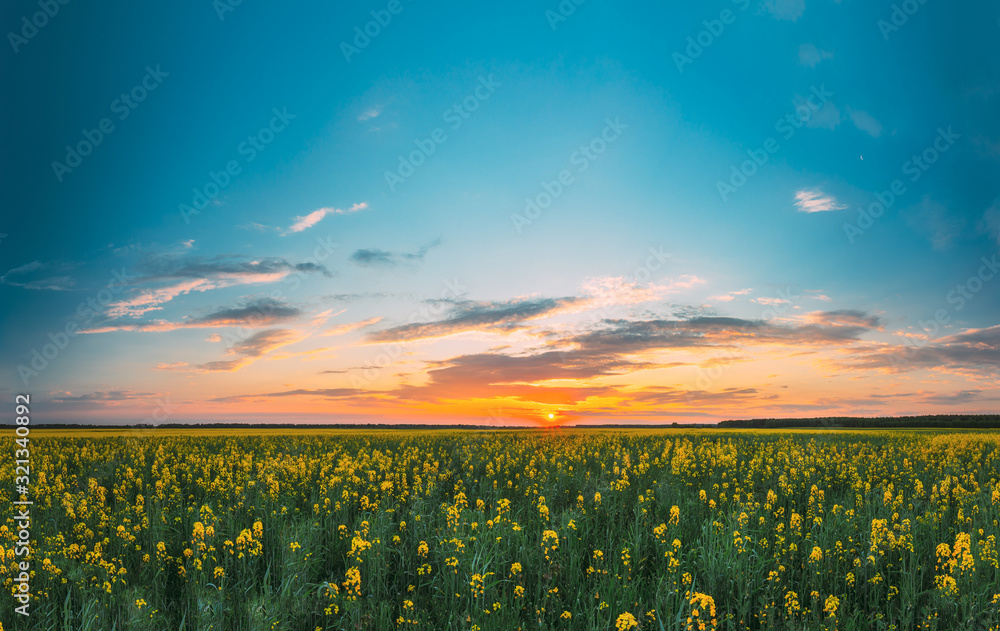 Sunset Sunrise Sky Over Horizon Of Spring Flowering Canola, Rapeseed, Oilseed Field Meadow Grass. Blossom Of Canola Yellow Flowers Under Dramatic Dawn Sky. Panorama, Panoramic View