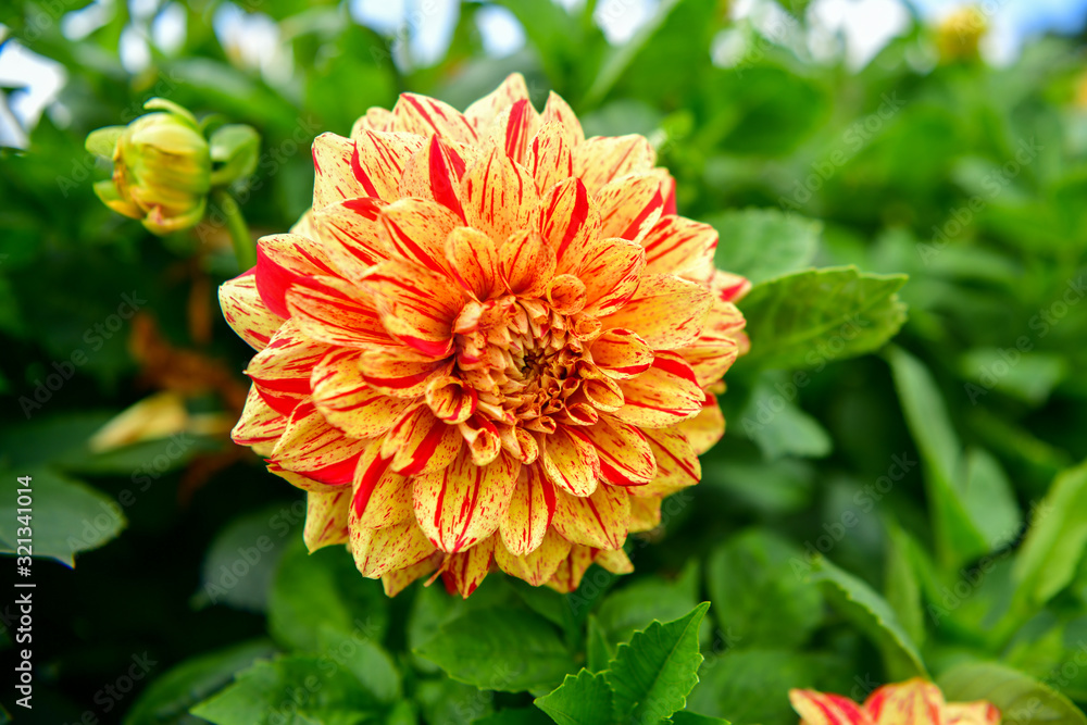 Dalia, Georgia (Dahlia Cav.) - a genus of seed plants belonging to the Asteraceae family