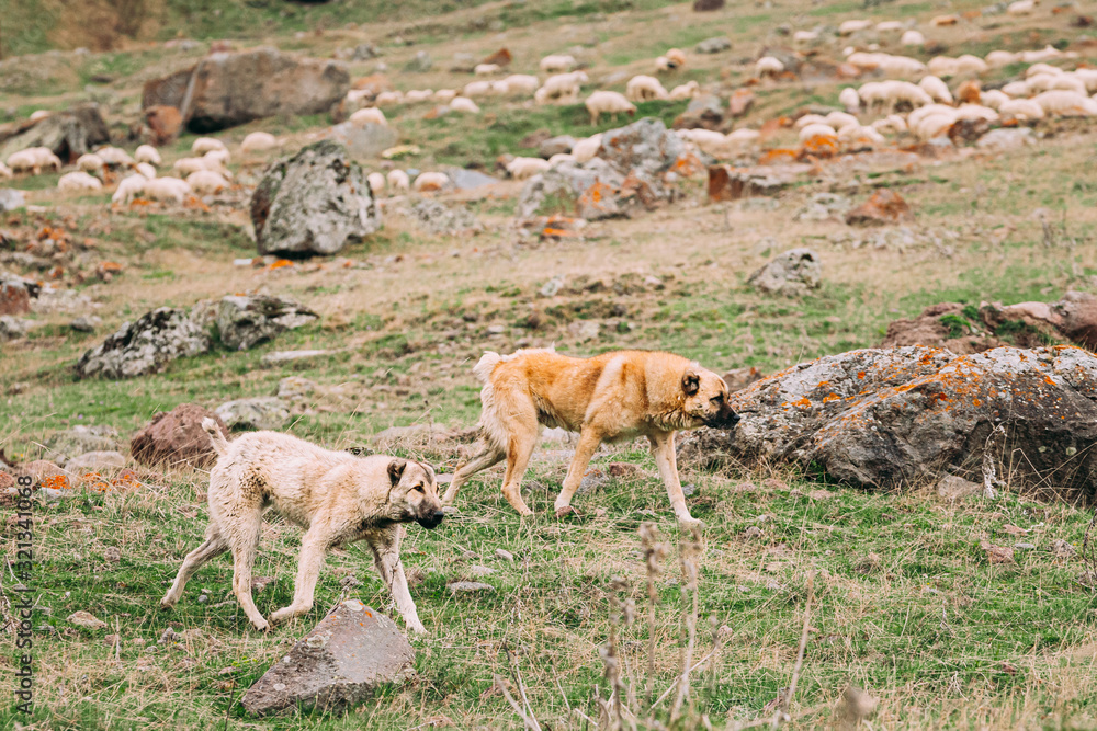 Fototapeta premium Two Central Asian Shepherd Dogs Herding Sheep In Mountains Of Georgia. Alabai - An Ancient Breed From The Regions Of Central Asia. Used As Shepherds, As Well As To Protect And For Guard Duty