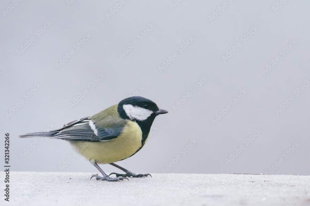 Fototapeta premium Beautiful great tit perched on a tree in the winter forest in na