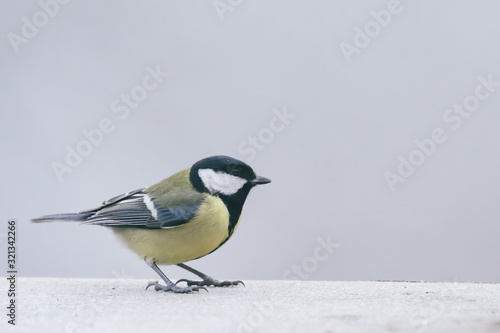 Beautiful great tit perched on a tree in the winter forest in na