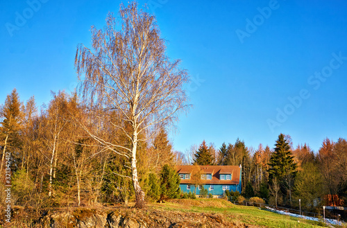 Large birch tree in the forest with house in the background. photo