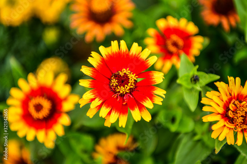 Many species of Gazania are a type of flowering plant of the Asteraceae family 