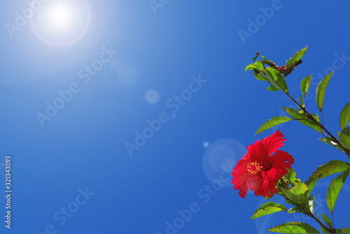 暑い夏の日差しと青空と一輪の赤いハイビスカス