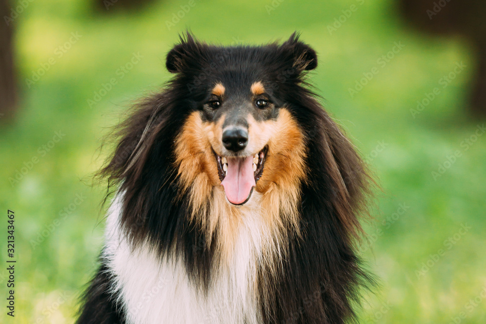 Tricolor Rough Collie, Scottish Collie, Long-Haired Collie, English Collie, Lassie Adult Dog.