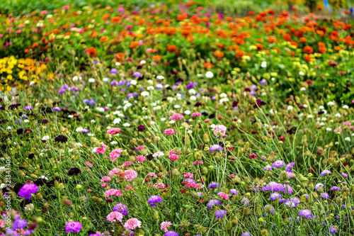 garden flowers mix