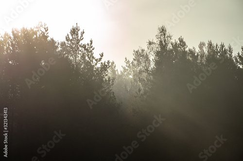 autumn landscape. Mist over the trees. Forest in the fog. Backlight sunlight. Beautiful sunrise in the clear sky.