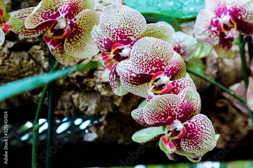 Orchid flower in garden at winter or spring day. Phalaenopsis orchid