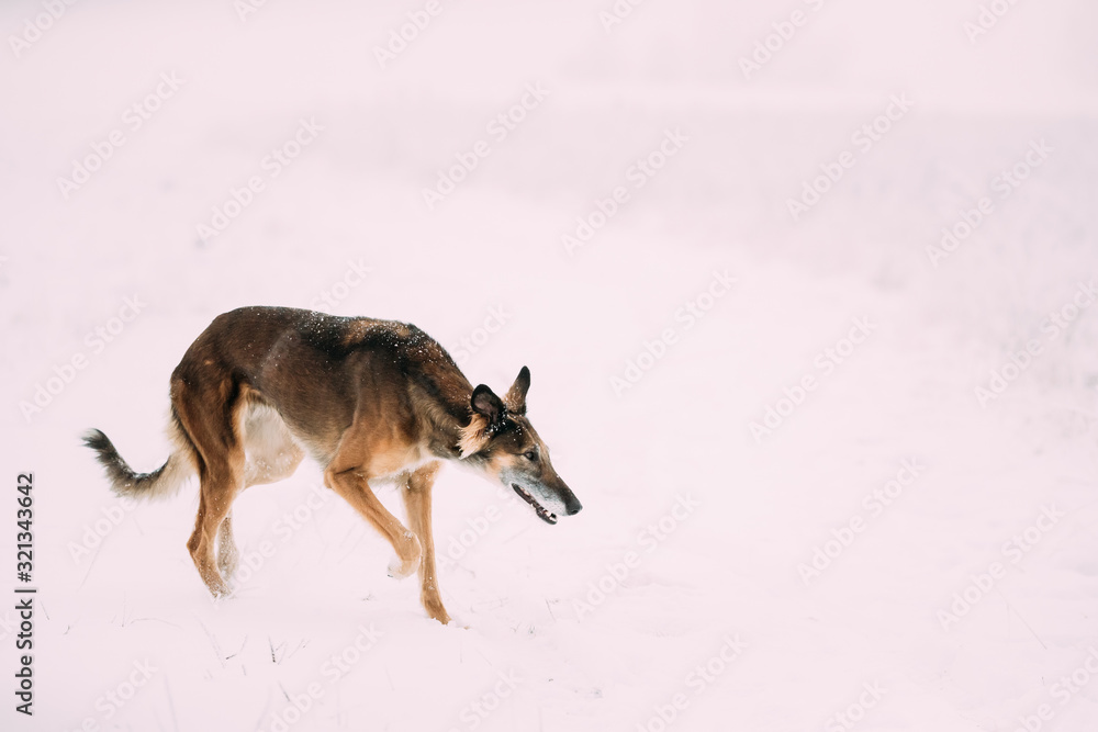 Hunting Sighthound Hortaya Borzaya Dog During Hare-hunting At Winter Day In Snowy Field Hunting Sighthound Hortaya Borzaya Dog During Hare-hunting At Winter Day In Snowy Field