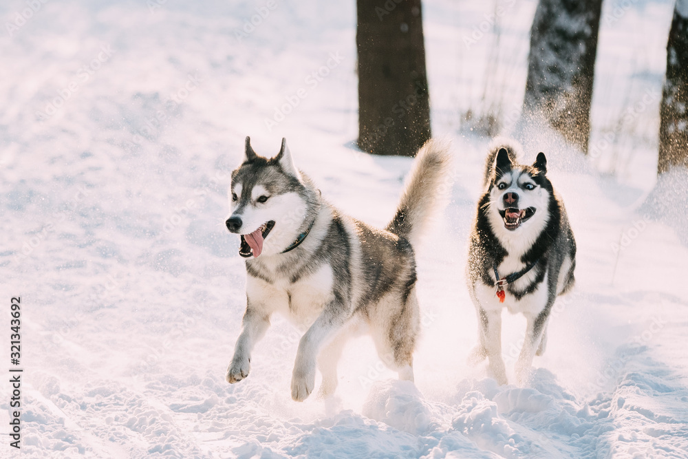 Happy Siberian Husky Dogs Running Together Outdoor In Snowy Park At Sunny Winter Day. Smiling Dog. Active Dogs Play In Snow. Playful Pet Outdoors At Winter Season