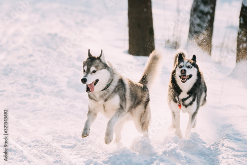 Happy Siberian Husky Dogs Running Together Outdoor In Snowy Park At Sunny Winter Day. Smiling Dog. Active Dogs Play In Snow. Playful Pet Outdoors At Winter Season