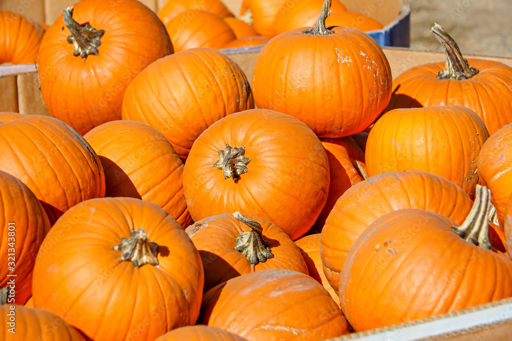Large cardboard boxes filled with small round orange pumpkins for sale Large cardboard boxes filled with small round orange pumpkins for sale