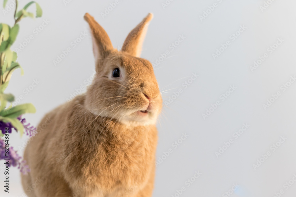 Fototapeta premium Rufus Bunny Rabbit in Easter Spring setting with soft simple background