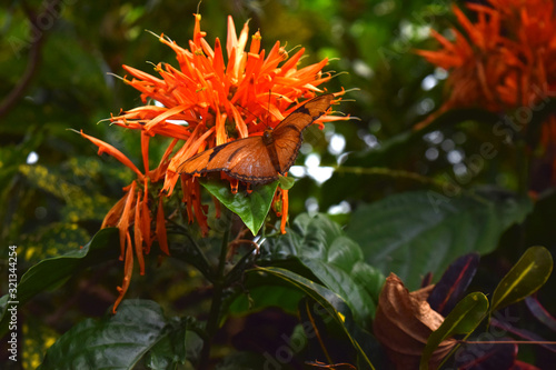 Orange Butterfly On Flower Nature Close Up