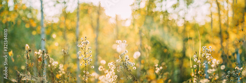 Obraz na płótnie Dry Flowers Of Conyza Sumatrensis. Guernsey Fleabane, Fleabane, Tall Fleabane, Broad-leaved Fleabane, White Horseweed, And Sumatran Fleabane. Close Up Autumn Grass And Flowers In Sunset Sunrise w salonie