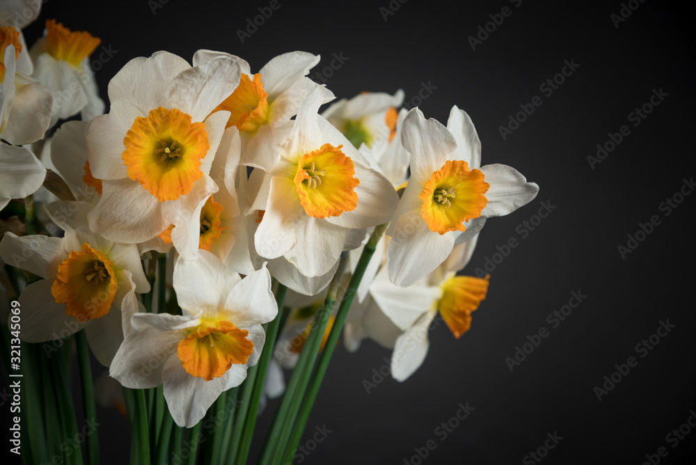 bunch of daffodils bunch of daffodils