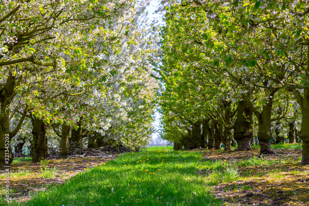 Spring blossom of cherry fruit tree in orchard Spring blossom of cherry fruit tree in orchard